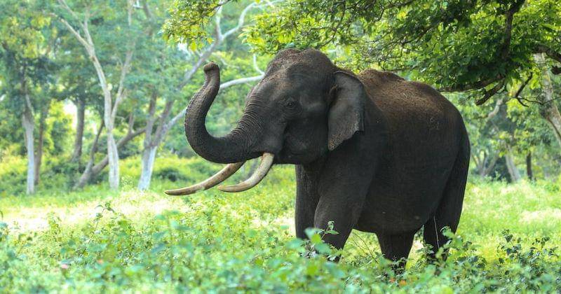 Pexels/Venkat Ragavan